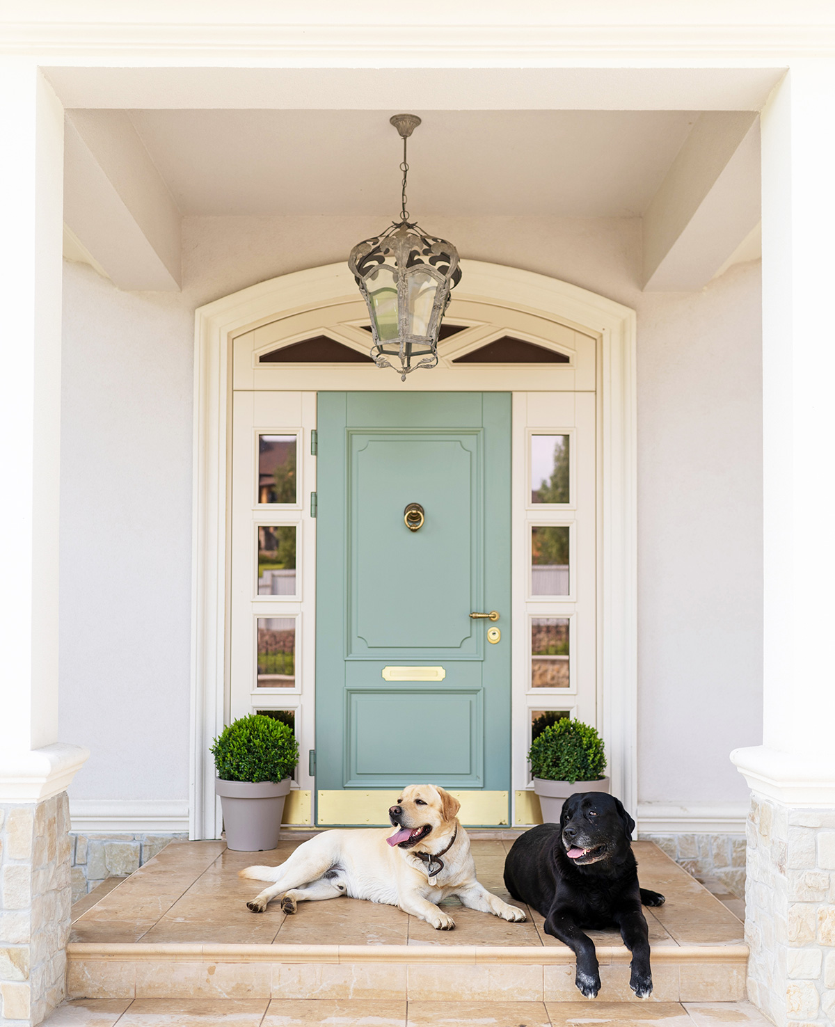 House with Labradors